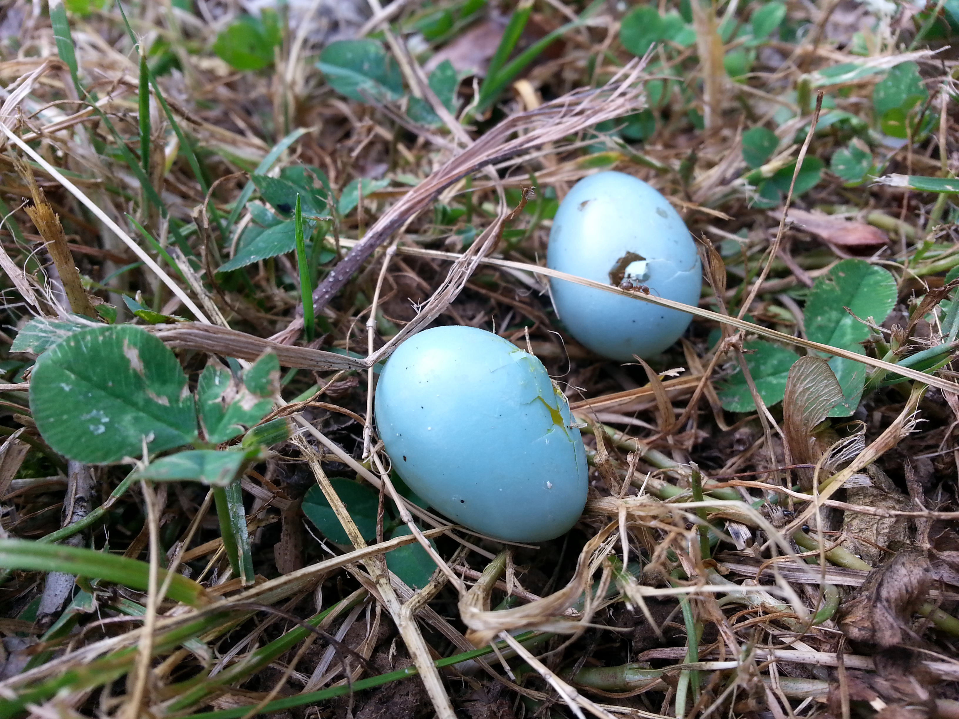 Bluebird eggs in a nest