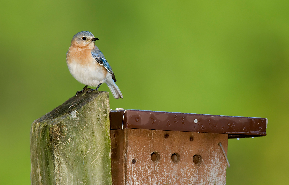 Eastern bluebird at a nest box
