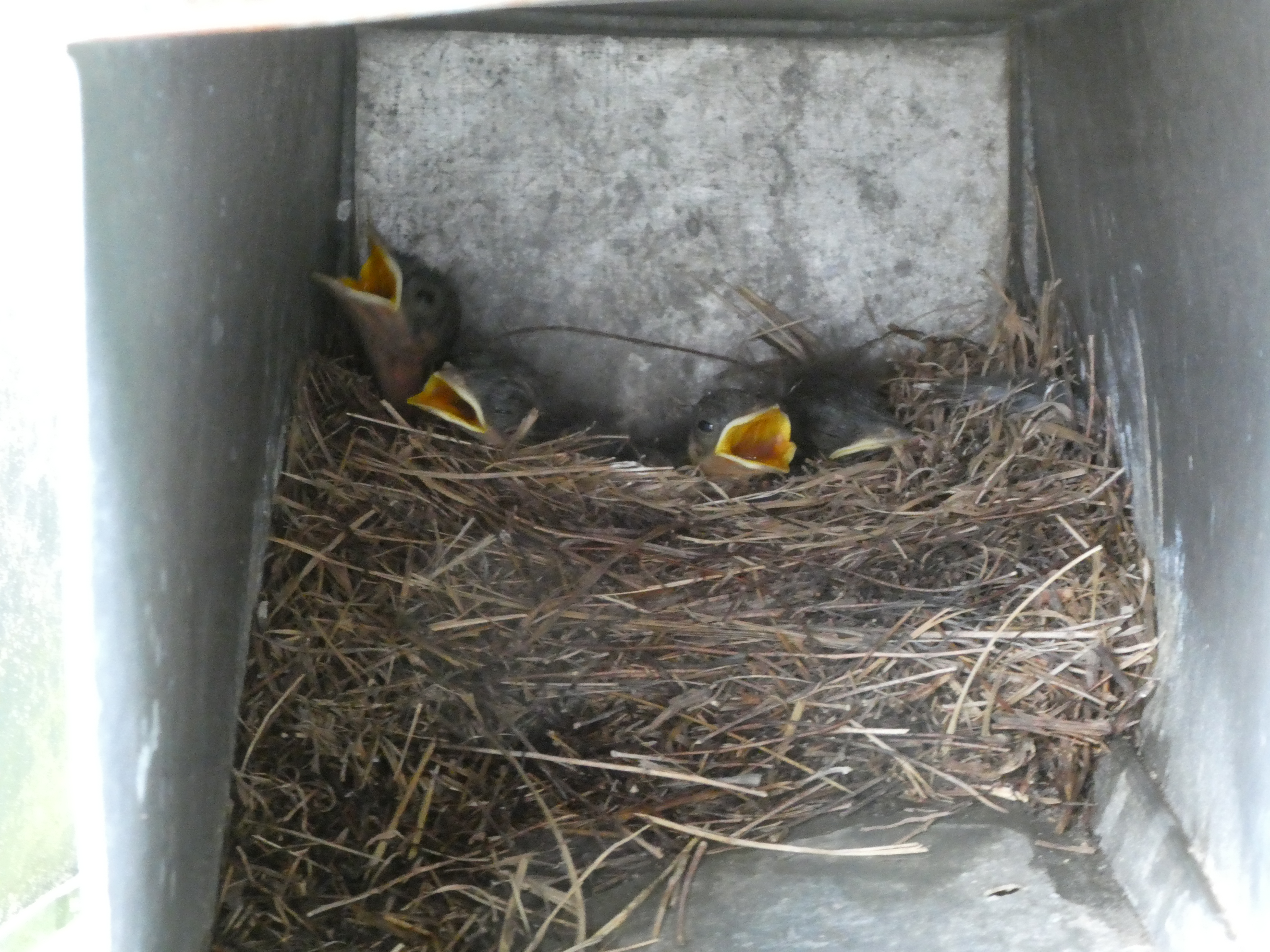 Juvenile eastern bluebirds in a nest