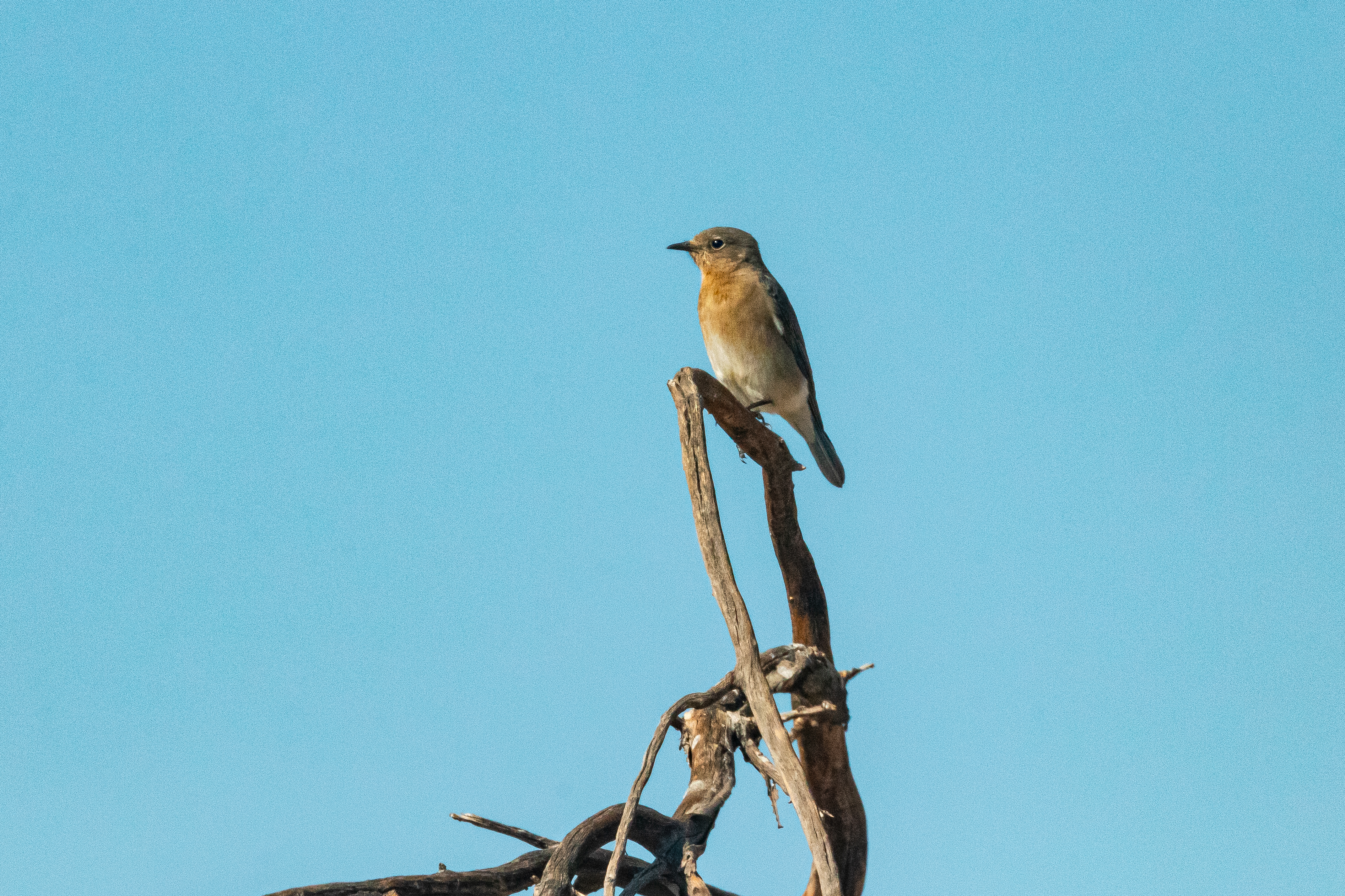 Female mountain bluebird perched on a branch