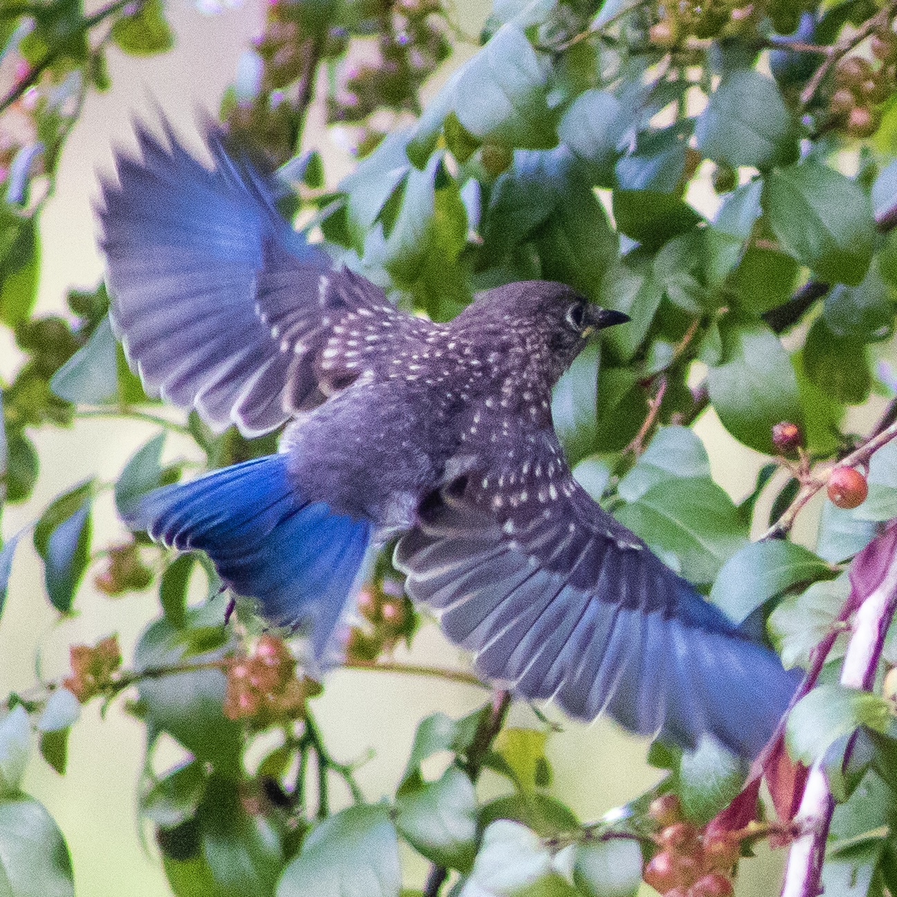 Juvenile eastern bluebird in flight