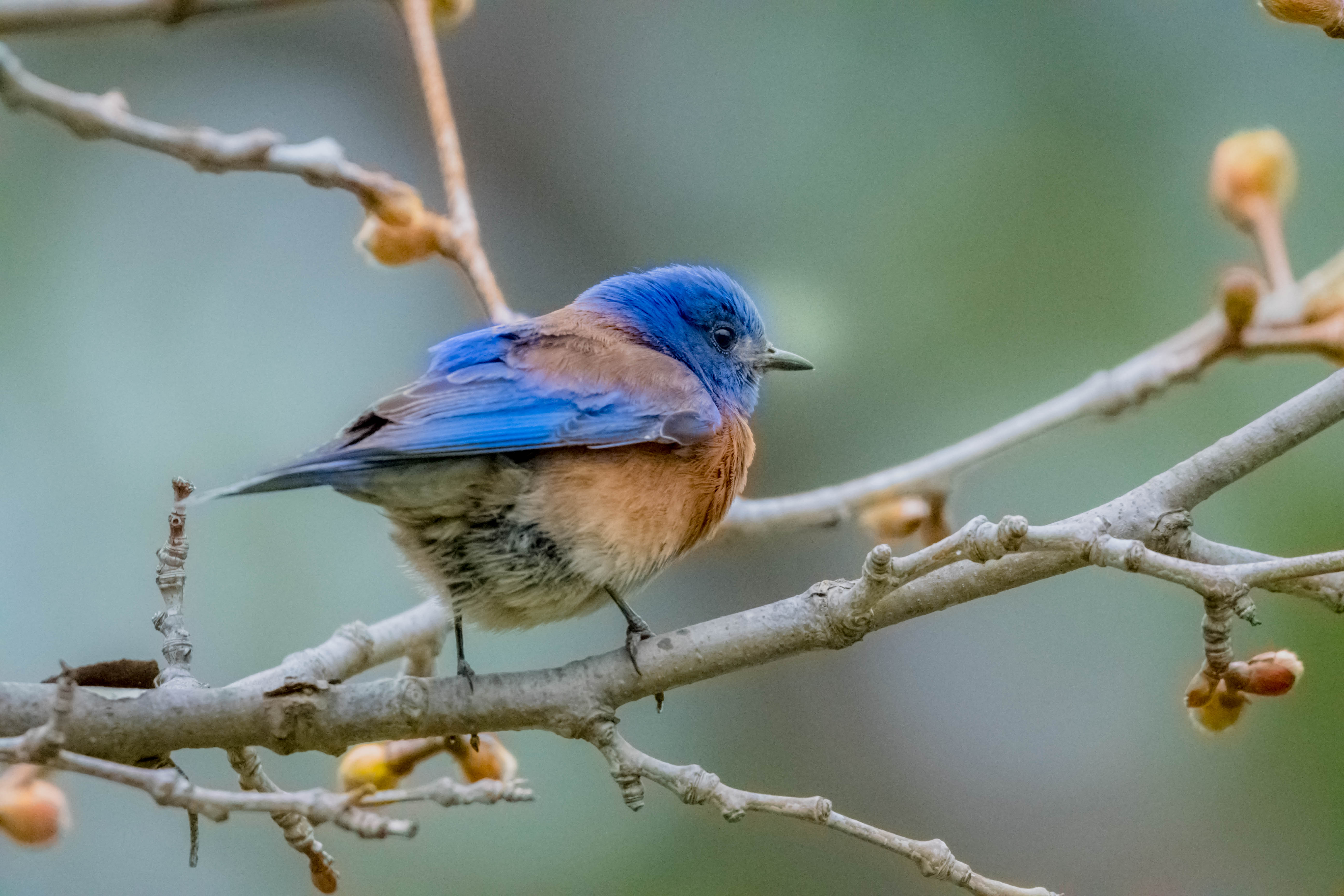 Western bluebird on a branch