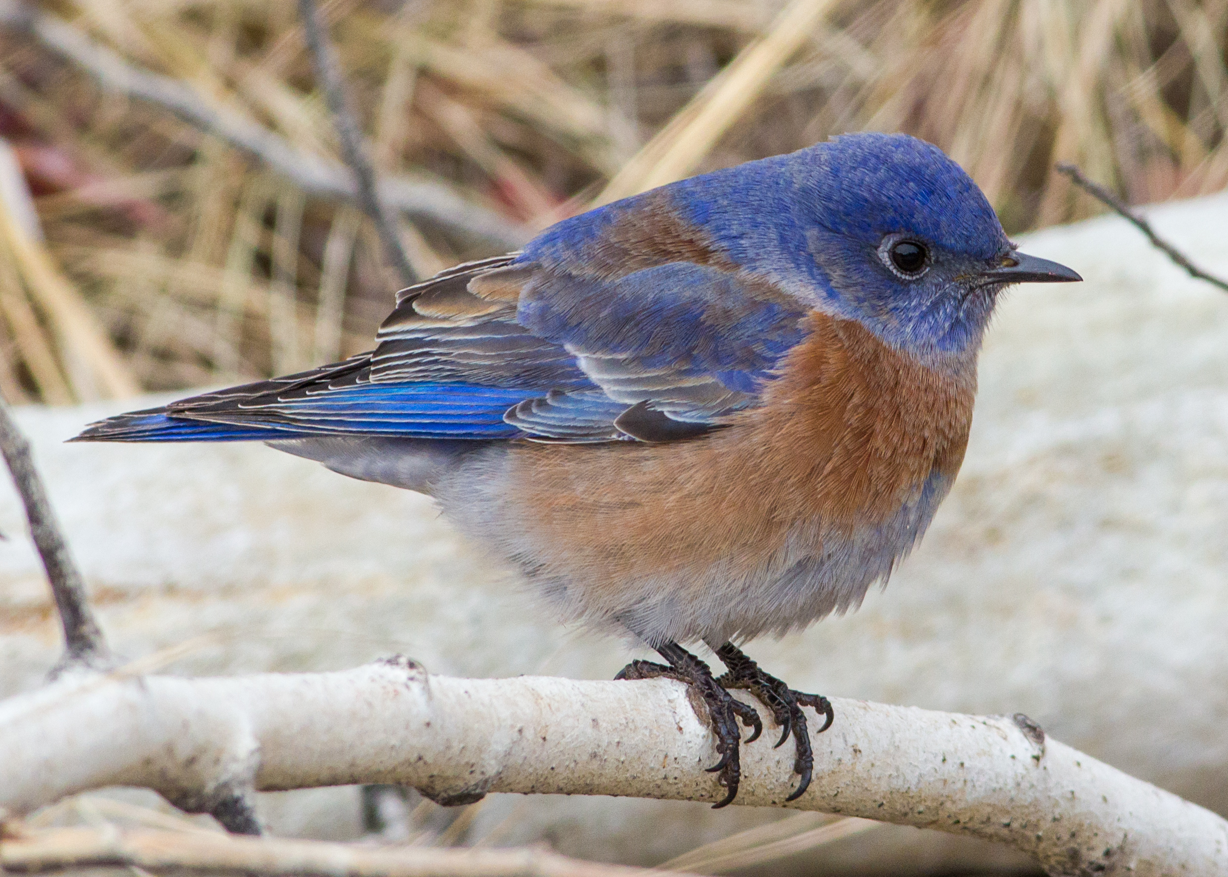 Male western bluebird portrait