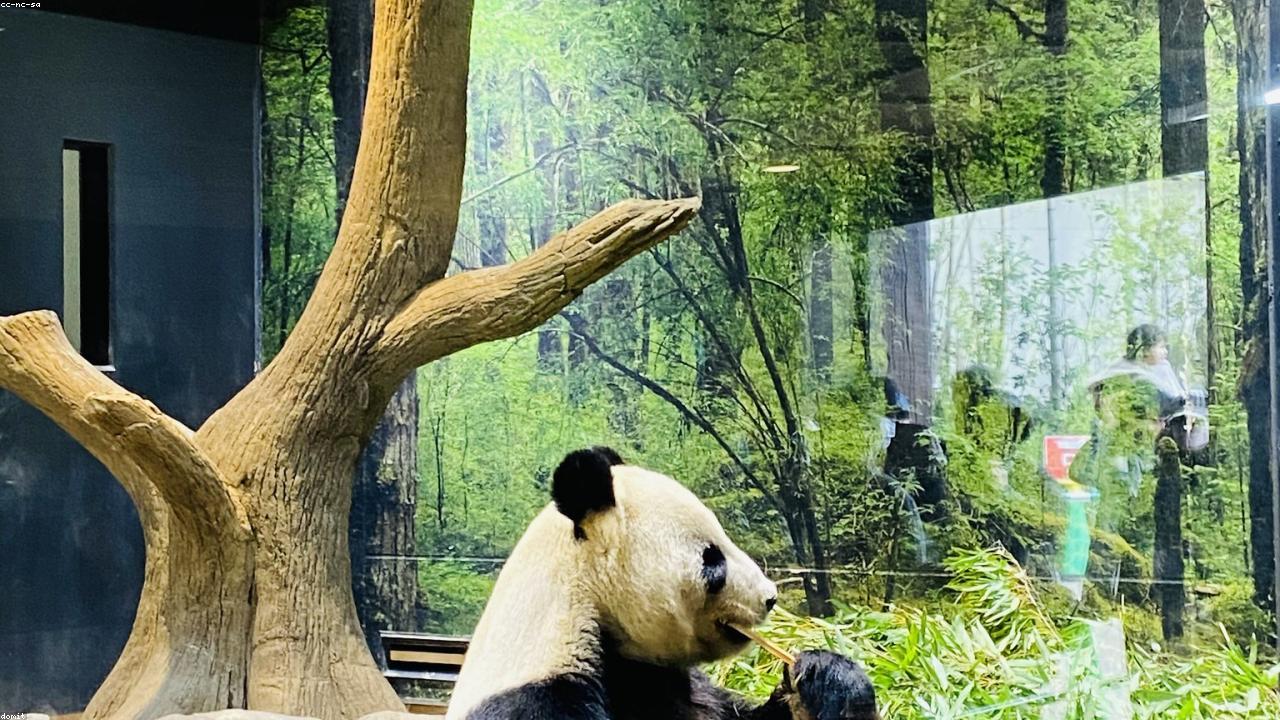 Panda visual drifting over a mountain horizon