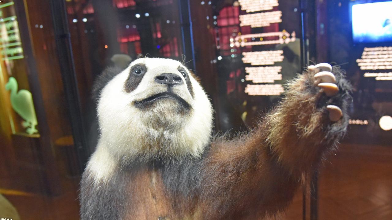 Panda above bamboo valley